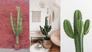 Cactus - Les plantes pour ceux qui n'ont pas la main verte