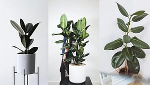Ficus ou Caoutchouc, les plantes parfaites pour votre bureau