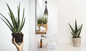 Aloe Vera - Une plante idéal pour votre lieu de travail